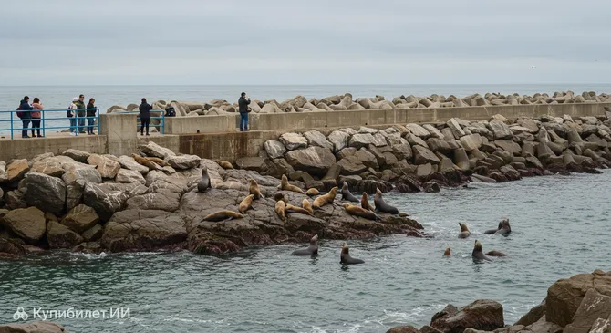 Заповедник морских львов в порту Мар-дель-Плата