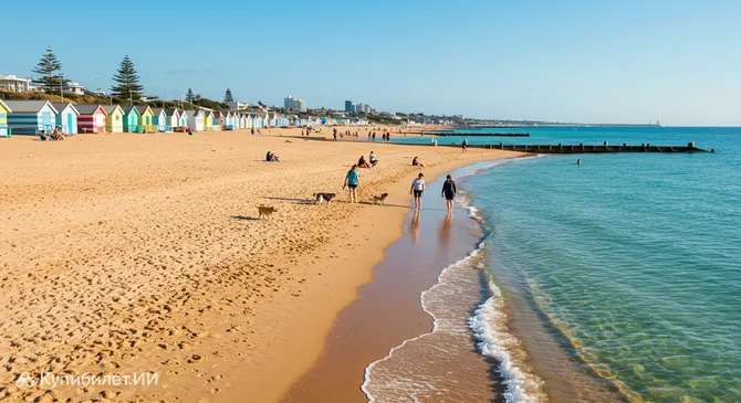 Пляж для собак в Брайтоне