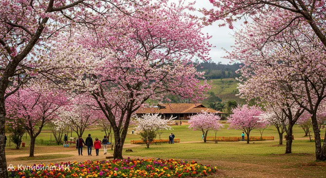 Парк цветения сакуры в Кампус-ду-Жордан