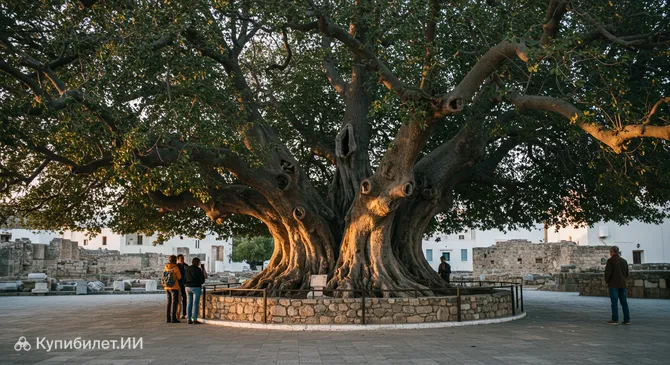 Платан Гиппократа