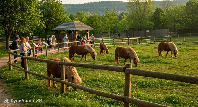 Пицинке Пони Ферма