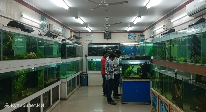 Аквариум Баладжи