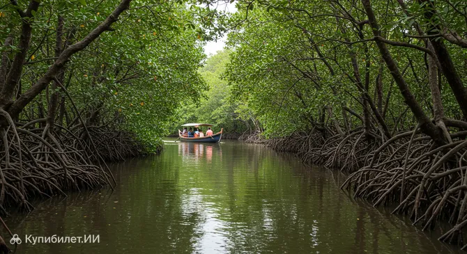 Прогулки на лодках по мангровым лесам Пондичерри