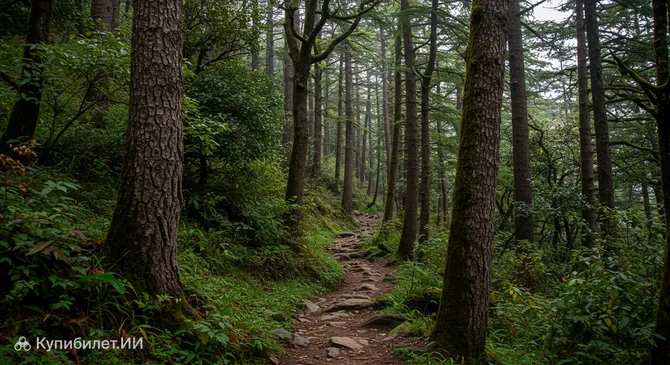 Заповедник Шимла Резерв Форест