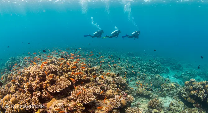 Акабский морской заповедник