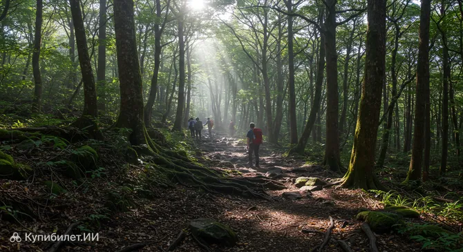 Лес Аокигахара