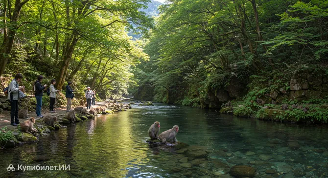 Парк обезьян Никко Сару Гундан