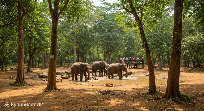 Лес слонов Кулен