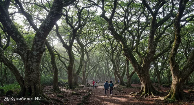 Лес Биджарим