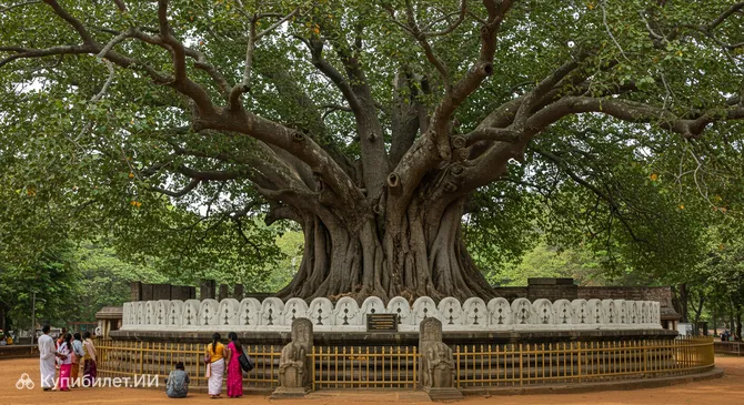 Джа́я Шри Маха Бодхи