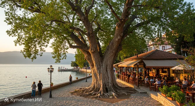 Платан в Охриде