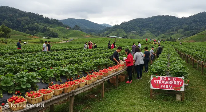 Клубничная ферма Биг Ред