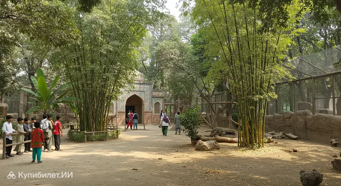 Джангл Кингдом