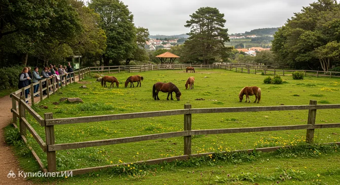 Пони-уголок в Синтре