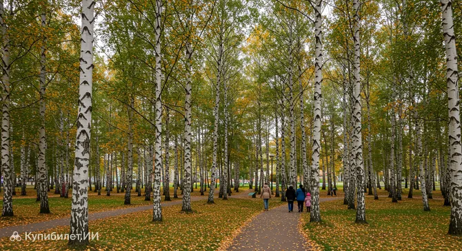 Берёзовая роща