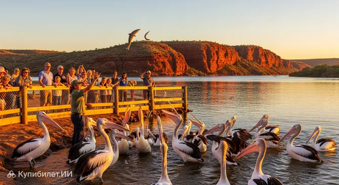 Кормление пеликанов в Калбарри