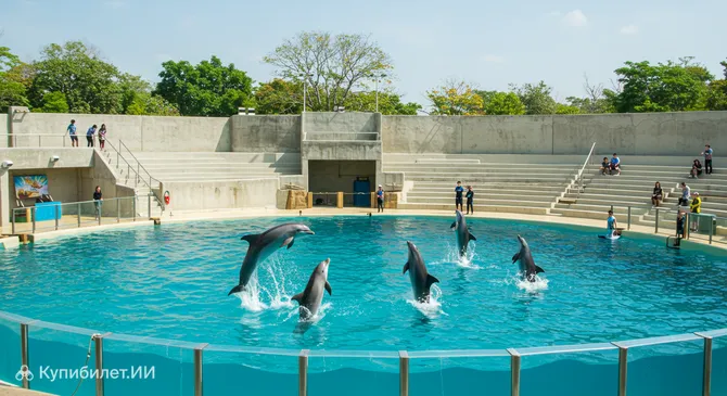 Шоу дельфинов в Бангкоке