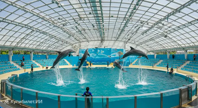 Паттайя Дельфинарий