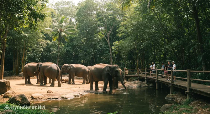 Заповедник слонов «Скрытый лес»