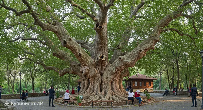 Историческое платановое дерево Инкая