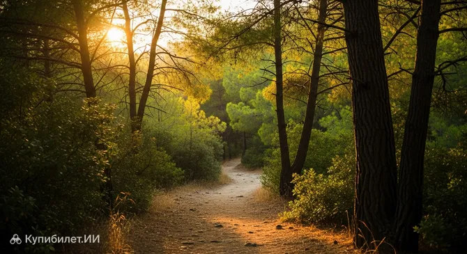 Внутренние тропы городского леса