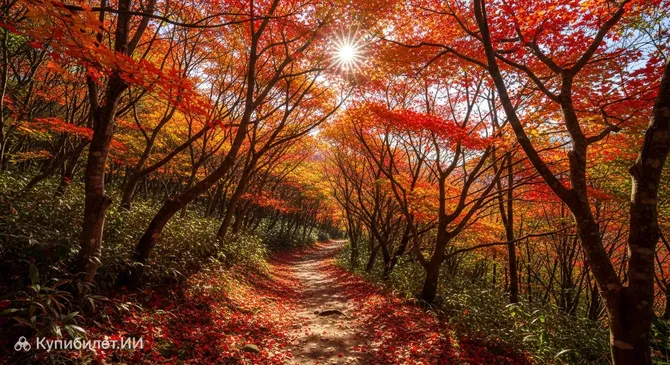 Клёновый лес горы Манабан