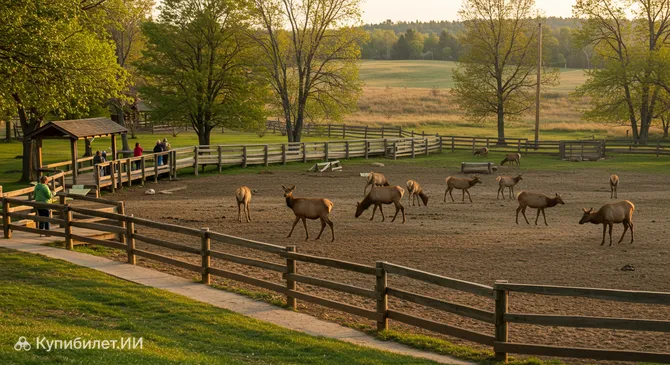 Городской парк лосей в Гейлорде